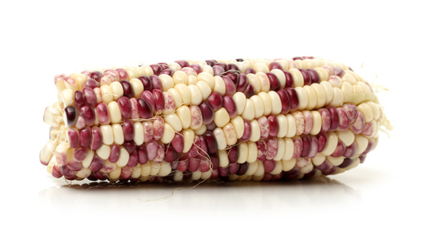 indian corn